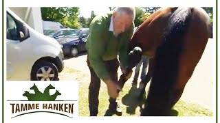 Rennpferd will nicht Bringt Tamme das Pferd zum gewinnen  Tamme Hanken  Kabel Eins [upl. by Nicki]