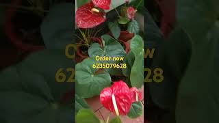 Cut flower anthurium plantsshorts subscribe youtube sale pls msg in6235079628 [upl. by Limann]