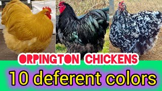 Large Orpington chicken 10 deferent colors  Orpington chickens  buff Orpington chicken  Orpington [upl. by Yelrahs]