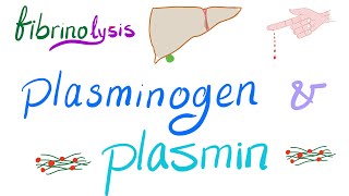 Plasminogen and Plasmin Fibrinolysis  Bleeding and Coagulation  Hematology [upl. by Kimberly]