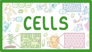 GCSE Biology  Cell Types and Cell Structure 2 [upl. by Mandel]