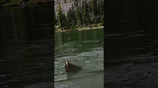 Fly Fishing for Cutthroat Trout in a High Mountain Lake in Montana [upl. by Ainesy417]