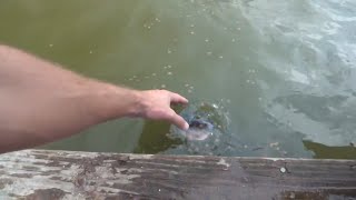 Catfish Petting Zoo [upl. by Staci379]