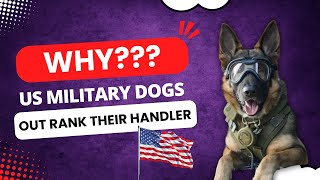 Why do US Military Working Dogs Out Rank their Handler [upl. by Alledi]