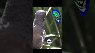 Bird sound like police siren shortvideo shorts edit [upl. by Rehm]