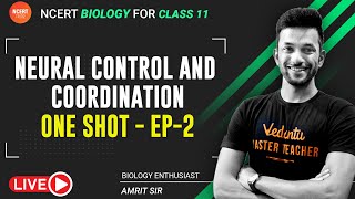 Neural Control and Coordination EP2  ONE SHOT  NCERT Biology Class 11  Vedantu NCERT 11amp12 [upl. by Kcirddec]