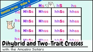 Dihybrid and TwoTrait Crosses [upl. by Bradney978]