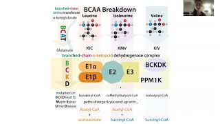 Ketogenic vs glucogenic amino acids and the biochemistry of leucine [upl. by Lusar926]