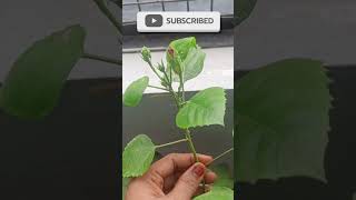 Hibiscus 🌺 flowers mealybugs Treatment shortsviralshorts TGMGardening [upl. by Yelbmik]