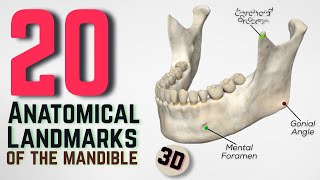 20 Anatomical Landmarks of the mandible  3D [upl. by Johiah865]