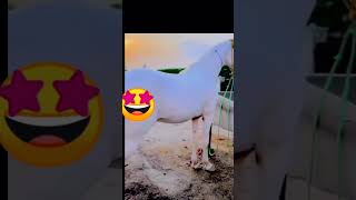 trendingshorts horse fypyoutube it cost so high 😉 [upl. by Feenah45]