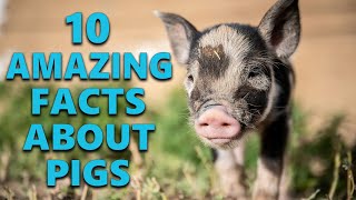 10 Incredible Facts About Pigs That Will Amaze You [upl. by Tori]