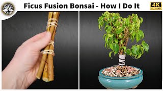 Ficus Fusion Bonsai  How I do it [upl. by Suolevram]