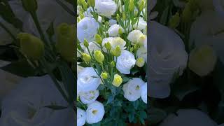 White Eustoma Represents Pure Love satisfying short [upl. by Ambrogino]