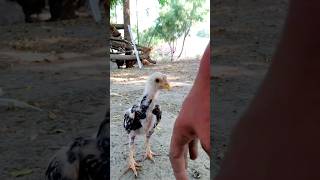 Miawali aseel chick amroha breed viralvideo birds aseelmurga murga shorts aseel rooster view [upl. by Ruben582]