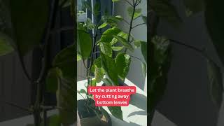 How to Prune Pepper Plants [upl. by Rancell642]