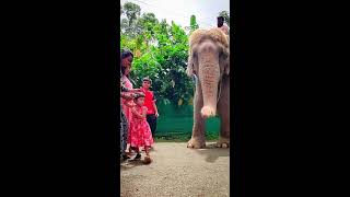 😍🐘❤️ Elephant Ride its a best experience in Kerala 💖 South India [upl. by Wehtam]