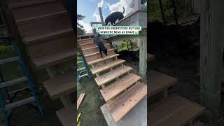 Born to fly forced to use the stairs 😂🐶 🎥 Allison Strey via ViralHog [upl. by Sky]