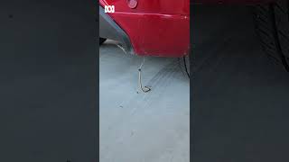 Baby eastern brown snake fighting red back spider under car in Australia  ABC Australia [upl. by Erle]