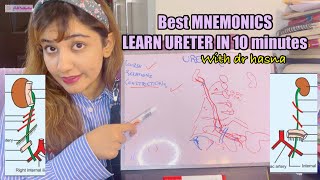 Ureter anatomy BEST MNEMONICS to learn in no time  Relations made Easy for Exam  3D learning [upl. by Notsahc]