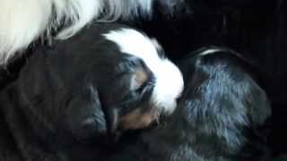 2 Wochen alte Berner Sennenhund Welpen [upl. by Dawson]