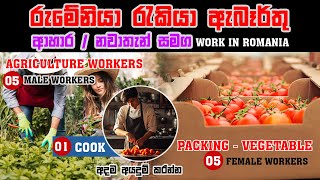 Romania Job Vacancy immediately  රුමේනියා රැකියා රැසක්  Free Accommodation  අහාර \ නවාතැන් සමග [upl. by Mcnair]