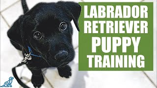 Labrador Retriever Puppy Training Guide  First Week Puppy Training❤️ [upl. by Efeek811]