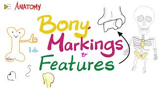 Bony Markings amp Features Tubercle Tuberosity Trochlea Fossa Fovea Crest Ridge…etc  Anatomy [upl. by Farkas]