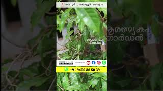 അബിയു കൃഷി ചെയ്യുന്നവരറിയാൻ Abiu Fruit [upl. by Mroz]