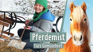 Pferdemist im Winter für den Gemüsegarten vorbereiten  MDR Garten [upl. by Ahsened]