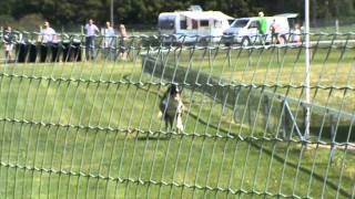 Borzoi racing Helsinki 272011mpg [upl. by Rozalin]