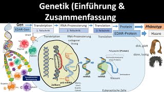 Genetik Einführung  Zusammenfassung 12  Abitur Biologie Genetik Oberstufe [upl. by Anazraf777]