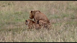 Lions Mating [upl. by Delastre]