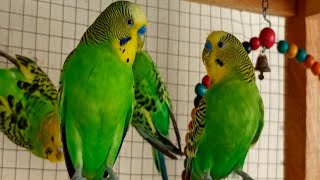 10 Hour Budgie Sounds or Parakeet sounds [upl. by Lenhard]