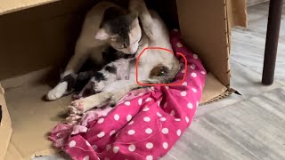 Cat giving birth to kittens 🐱 [upl. by Enyehc954]