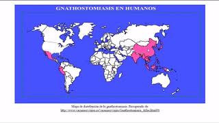 PARÁSITO GNATHOSTOMA SPP [upl. by Kcirrez652]