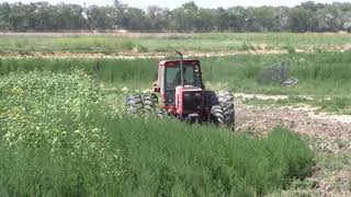 Discing extremely tall weeds [upl. by Wendall]