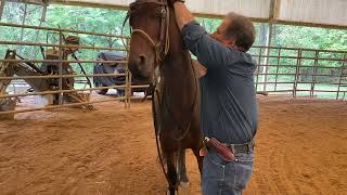 Putting a headstall on Zeke the untouchable [upl. by Amerak]