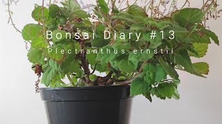 Bonsai Diary 13 Plectranthus ernstii  pruning flowers [upl. by Thetis]