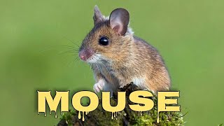 Mouse sounds for cats mice squeaking [upl. by Eugenia905]