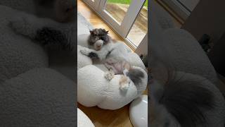 My cat before and after her knee operation cat youtubeshorts ￼ [upl. by Cacie167]