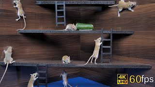 Cat Tv games for cats to watch cute mice hide amp seek and play on screen 4k UHD 8 hours [upl. by Wieren496]