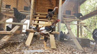 Getting Breeding Bays Ready For Rare Chickens Ayam Cemani India Gigantic BCMamp Many More [upl. by Eciened]