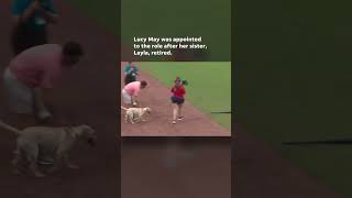 Watch Video shows bat dog relieving herself behind pitchers mound Shorts [upl. by Goeselt355]