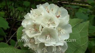 Whiteflowering Dombeya tiliacea a flowering garden shrub [upl. by Nnyletak]