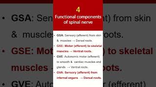 4 functional components of spinal nerve [upl. by Okiram]