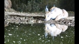 Nervous Caracal visits hide [upl. by Heisel859]