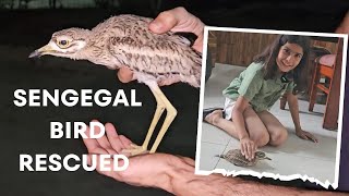 Senegal Thick Knee Bird Rescued [upl. by Adnolaj]