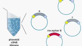 cDNA Library Animation [upl. by Lusar]