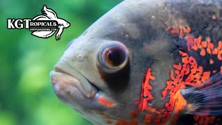 Dont Buy An Oscar Fish Unless You Watch This First 10 Things You Should Know About Oscar Fish [upl. by Gorrian]